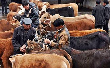 養(yǎng)牛禁忌：這5類飼料喂牛容易造成中毒